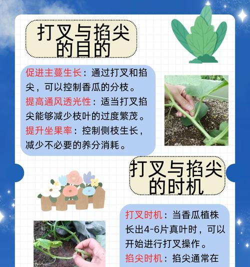 催芽过程香瓜怎么种植的？详细步骤和注意事项是什么？
