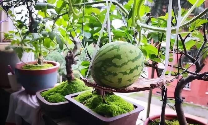 催芽过程香瓜怎么种植的？详细步骤和注意事项是什么？