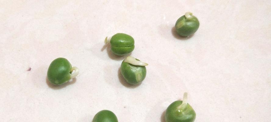 水培菠菜种子催芽方法是什么？需要多长时间才能发芽？