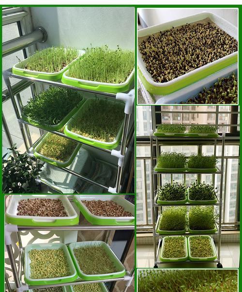 水培菠菜种子催芽方法是什么？需要多长时间才能发芽？