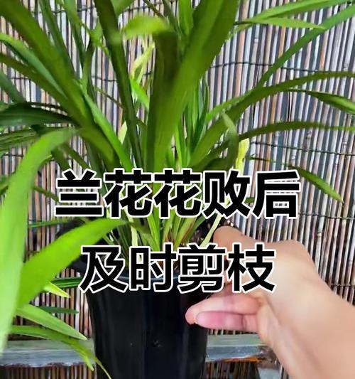 兰花茂密修剪枝条的正确方法是什么？修剪后如何护理？