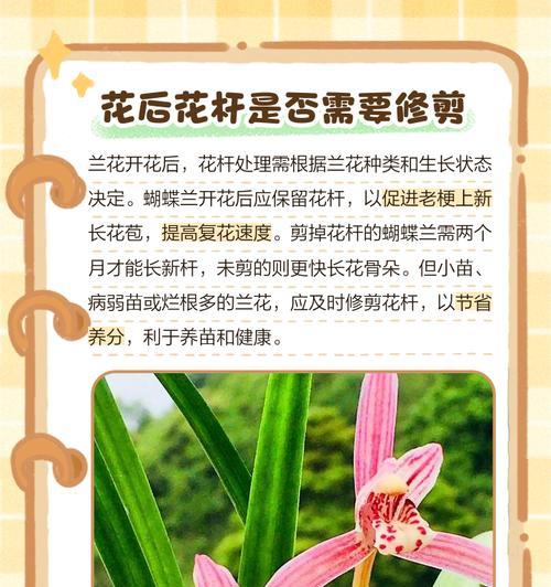 兰花茂密修剪枝条的正确方法是什么？修剪后如何护理？