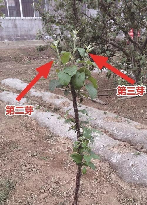 新西兰苹果修剪枝条的最佳时机是什么时候？修剪后如何促进新枝生长？