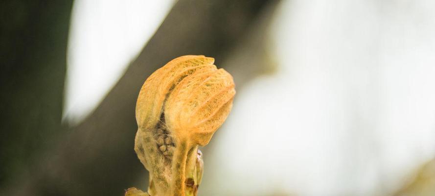 毛栗子长芽的正确种植方法是什么？如何确保高成活率？