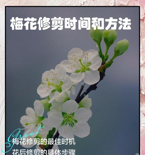 变色梅花修剪枝条的正确方法是什么？修剪后如何促进新枝生长？