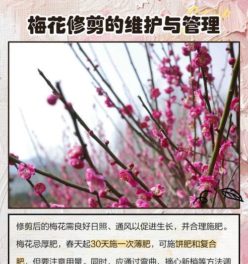 变色梅花修剪枝条的正确方法是什么？修剪后如何促进新枝生长？