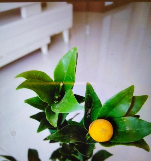 脆皮柑橘修剪枝条的正确方法是什么？修剪后如何促进生长？