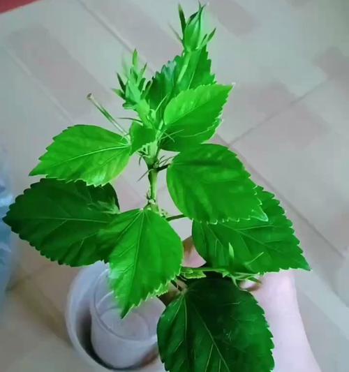 木槿修剪枝条的最佳时机是什么时候？修剪后如何护理？