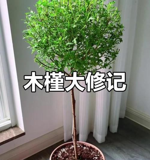 木槿修剪枝条的最佳时机是什么时候？修剪后如何护理？