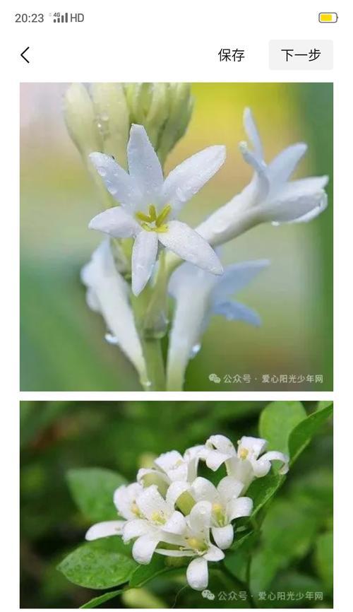 104朵花代表什么含义？花语背后的秘密是什么？