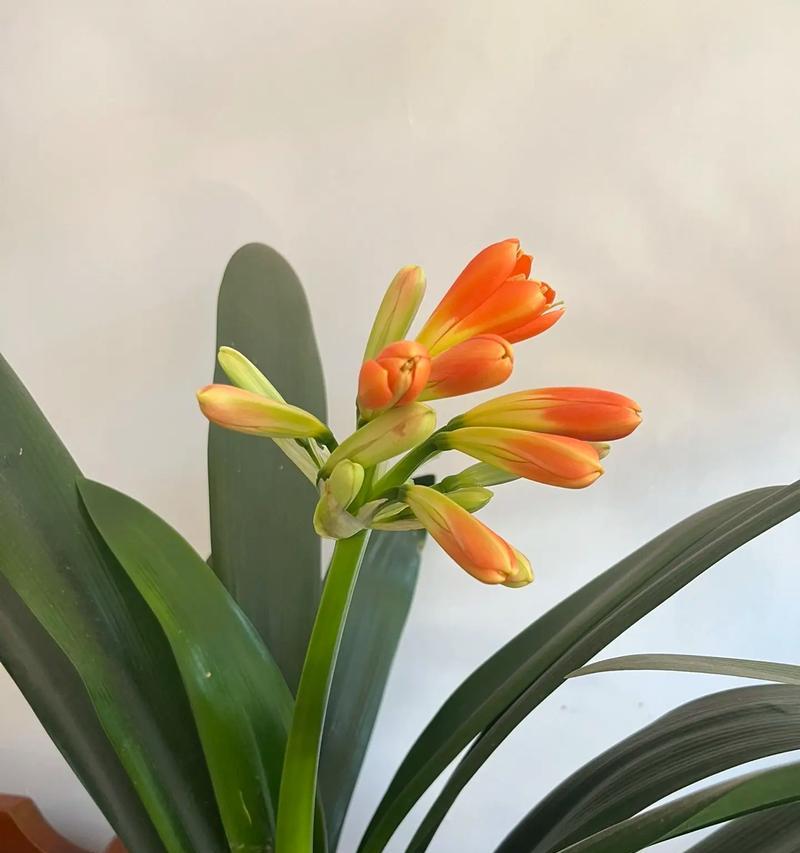 104朵花代表什么含义？花语背后的秘密是什么？
