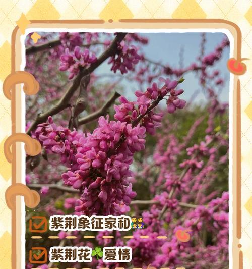 104朵花代表什么含义？花语背后的秘密是什么？
