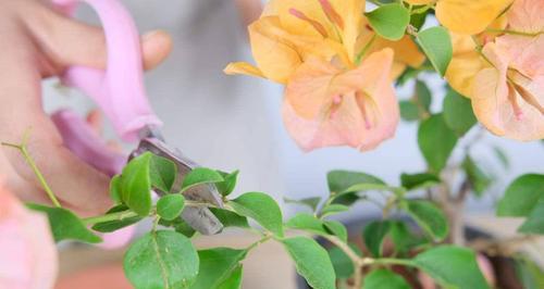香橙修剪枝条的最佳时机是什么时候？如何正确修剪？