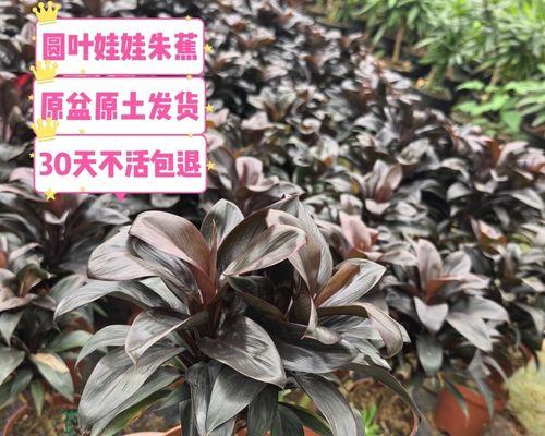铁树开春修剪枝条的方法是什么？修剪后如何护理？