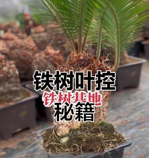 铁树开春修剪枝条的方法是什么？修剪后如何护理？