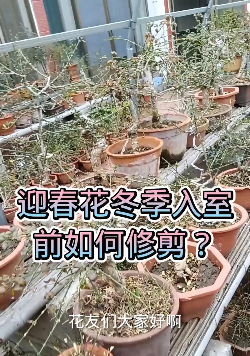 铁树开春修剪枝条的方法是什么？修剪后如何护理？