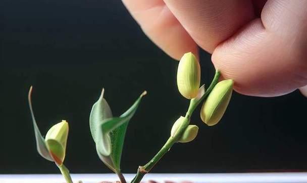 桂花枝催芽的最佳方法是什么？如何确保高成功率？