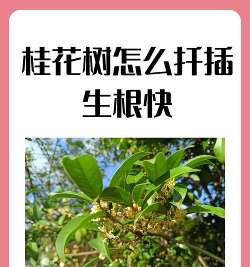 桂花枝催芽的最佳方法是什么？如何确保高成功率？