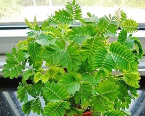 含羞草催芽种植方法是什么？如何提高发芽率？