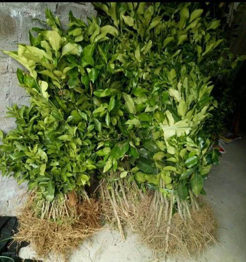 红心条菜种植方法是什么？如何确保种植成功？