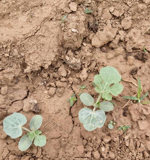 红心条菜种植方法是什么？如何确保种植成功？