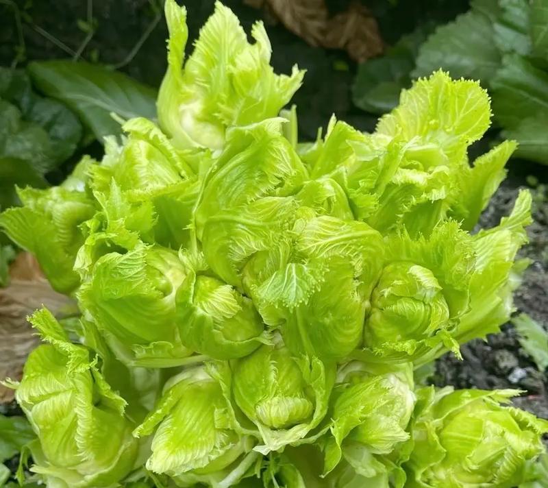 红心条菜种植方法是什么？如何确保种植成功？