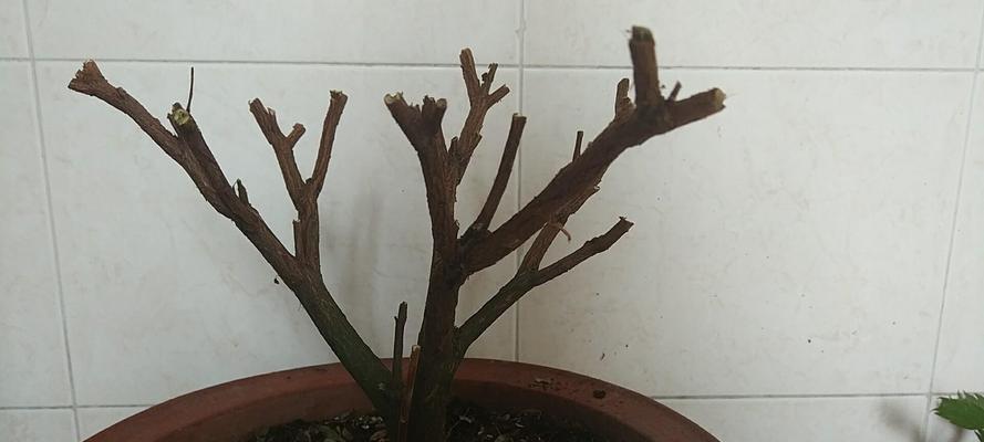 水杨柳修剪枝条的最佳时机是什么时候？如何正确修剪？