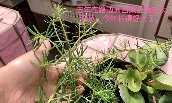 水杨柳修剪枝条的最佳时机是什么时候？如何正确修剪？