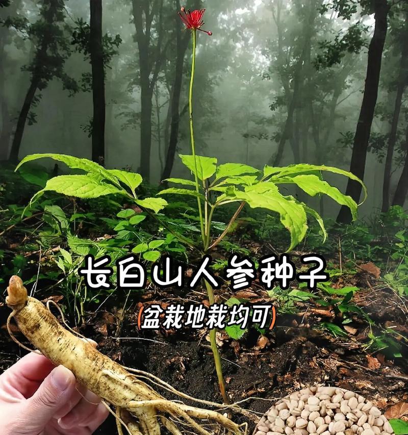 野人参种子催芽的最佳方法是什么？步骤和注意事项有哪些？