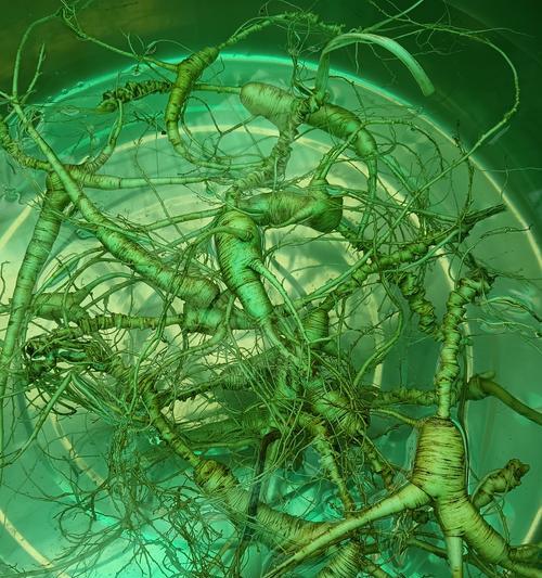 野人参种子催芽的最佳方法是什么？步骤和注意事项有哪些？
