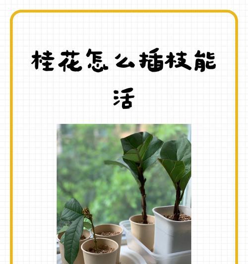 桂花树修剪枝条的最佳方法是什么？修剪后如何护理？