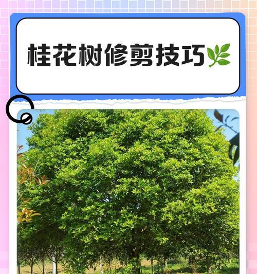 桂花树修剪枝条的最佳方法是什么？修剪后如何护理？