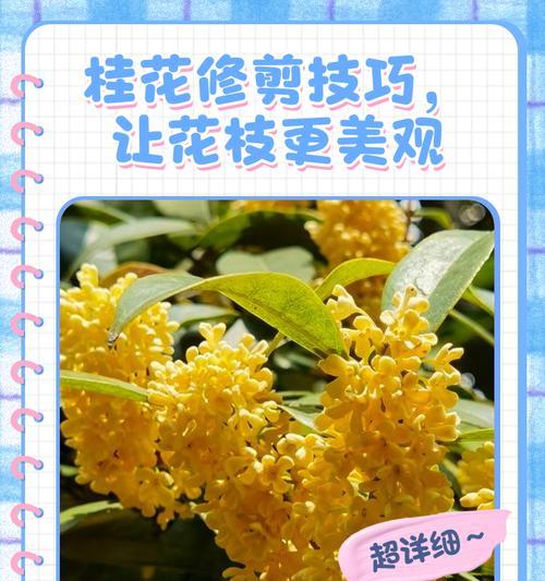 桂花树修剪枝条的最佳方法是什么？修剪后如何护理？