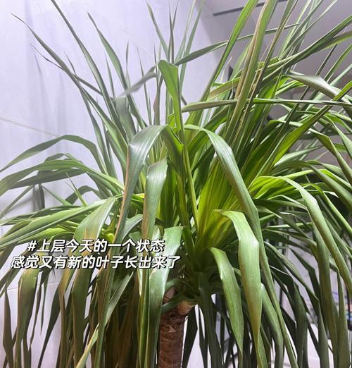 红叶龙血树修剪枝条的最佳时间和方法是什么？