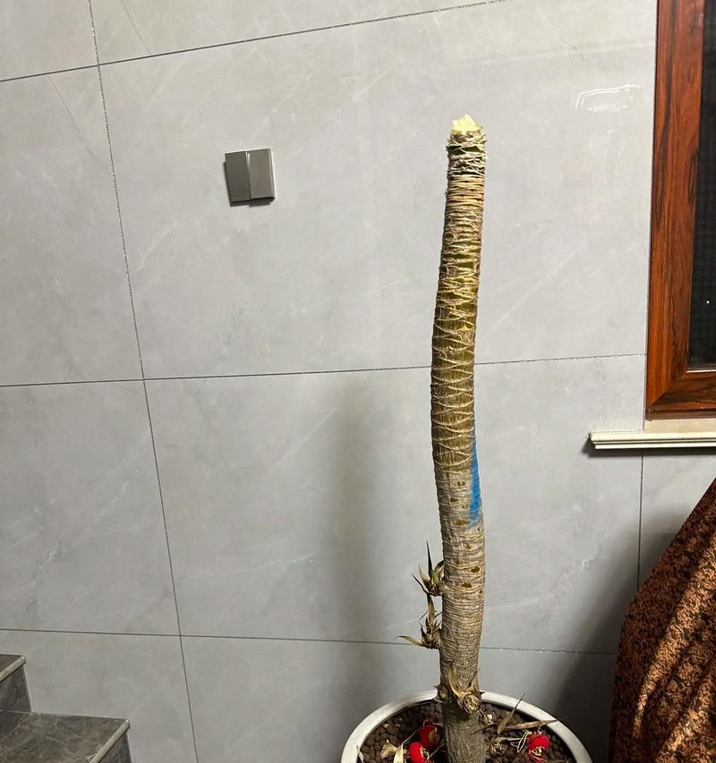 红叶龙血树修剪枝条的最佳时间和方法是什么？