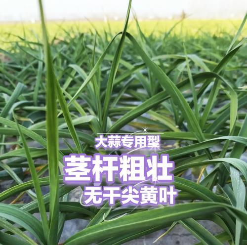 大蒜叶根部种植方法是什么？如何正确进行大蒜叶根部的种植？