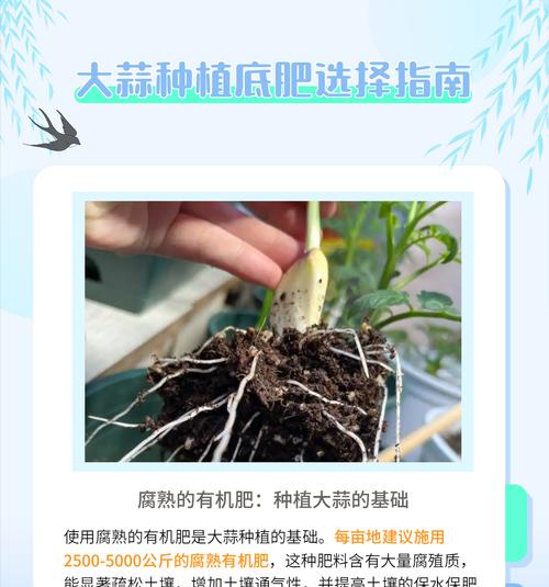 大蒜叶根部种植方法是什么？如何正确进行大蒜叶根部的种植？