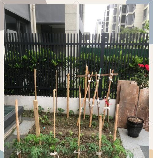 香瓜修剪枝叶的最佳时机是什么时候？如何正确进行修剪？