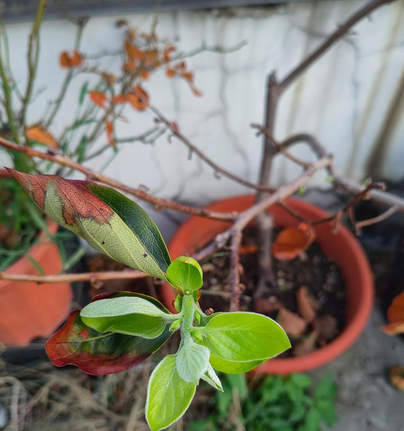 柿籽怎么催芽最快呢？有效催芽方法有哪些？
