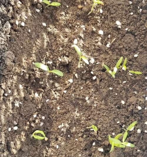 柿籽怎么催芽最快呢？有效催芽方法有哪些？