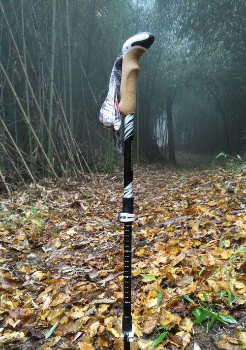 白虎杖种植方法是什么？如何正确种植白虎杖？