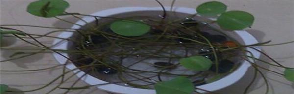 白虎杖种植方法是什么？如何正确种植白虎杖？