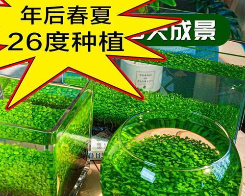 水草种子怎么种植方法？有哪些步骤和注意事项？