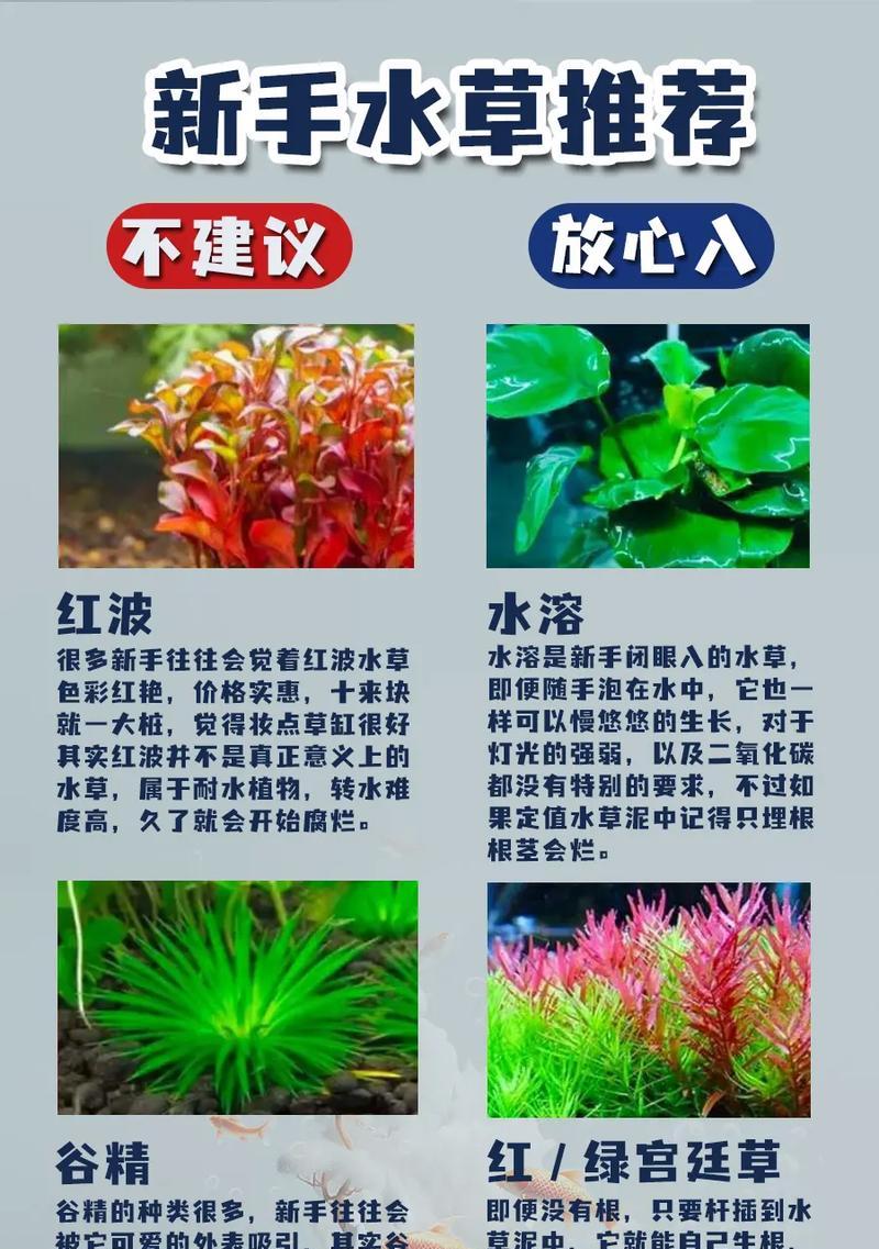 水草种子怎么种植方法？有哪些步骤和注意事项？