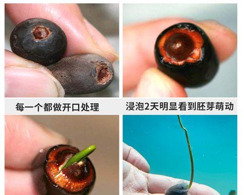 水草种子怎么种植方法？有哪些步骤和注意事项？