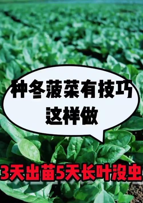 高温环境下菠菜种子催芽的最佳方法是什么？