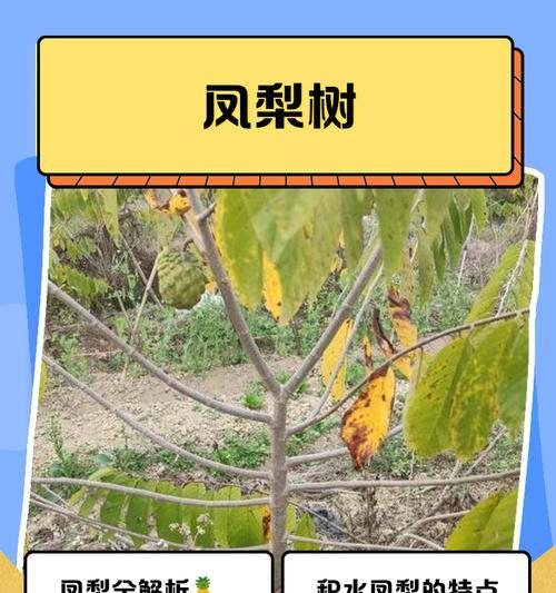 凤梨顶苗种植方法是什么？如何确保种植成功？