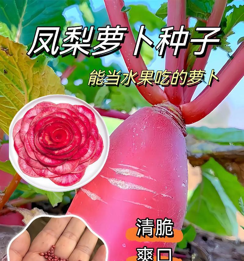 凤梨顶苗种植方法是什么？如何确保种植成功？