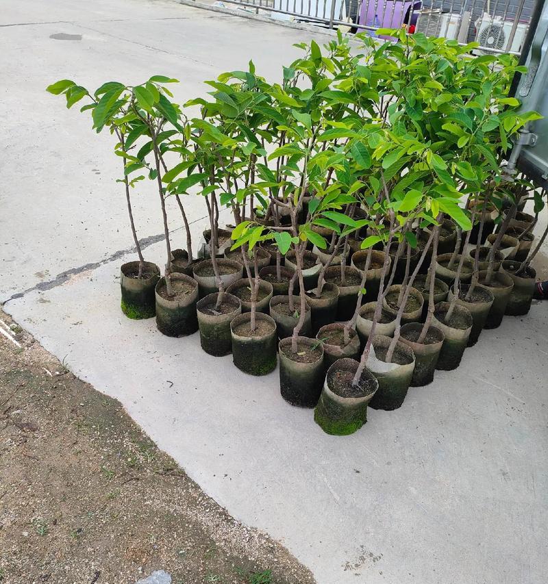 凤梨顶苗种植方法是什么？如何确保种植成功？