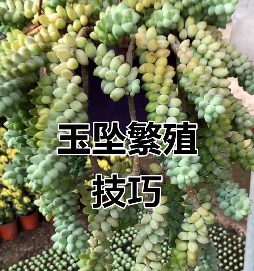 玉坠种植方法和技巧是什么？如何正确种植玉坠？